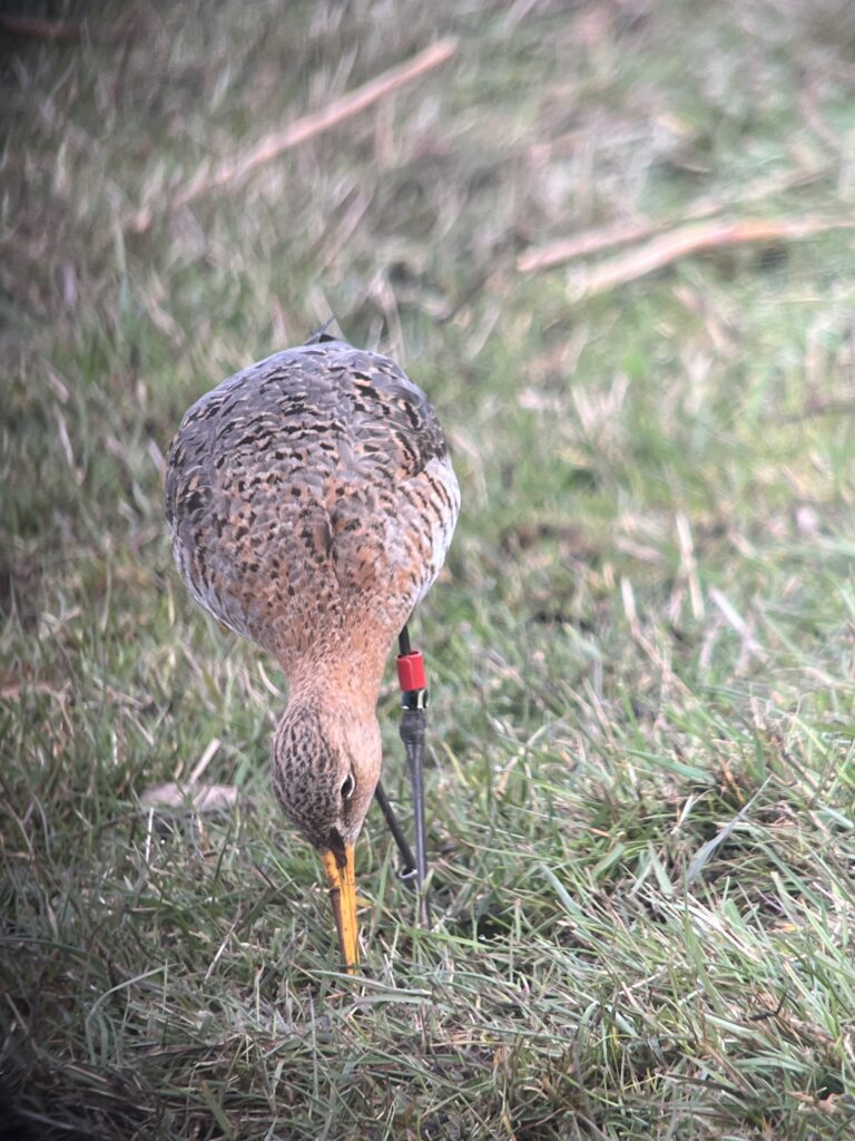 Grutto met versleten ringen.