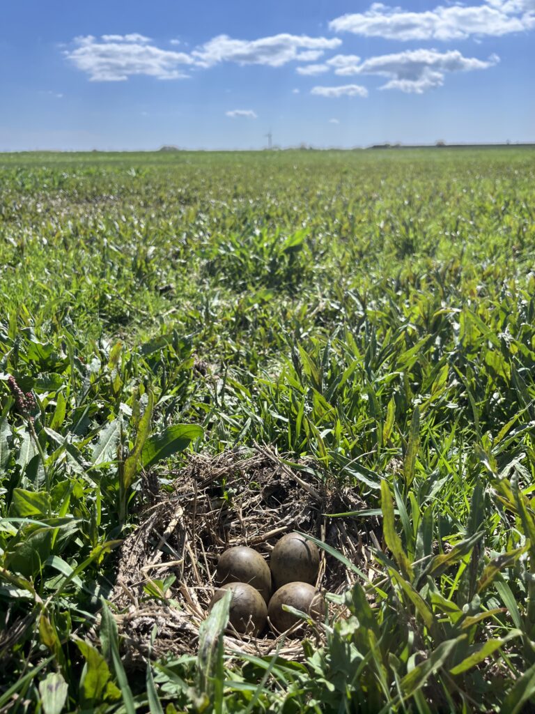 Broedsel van de grutto