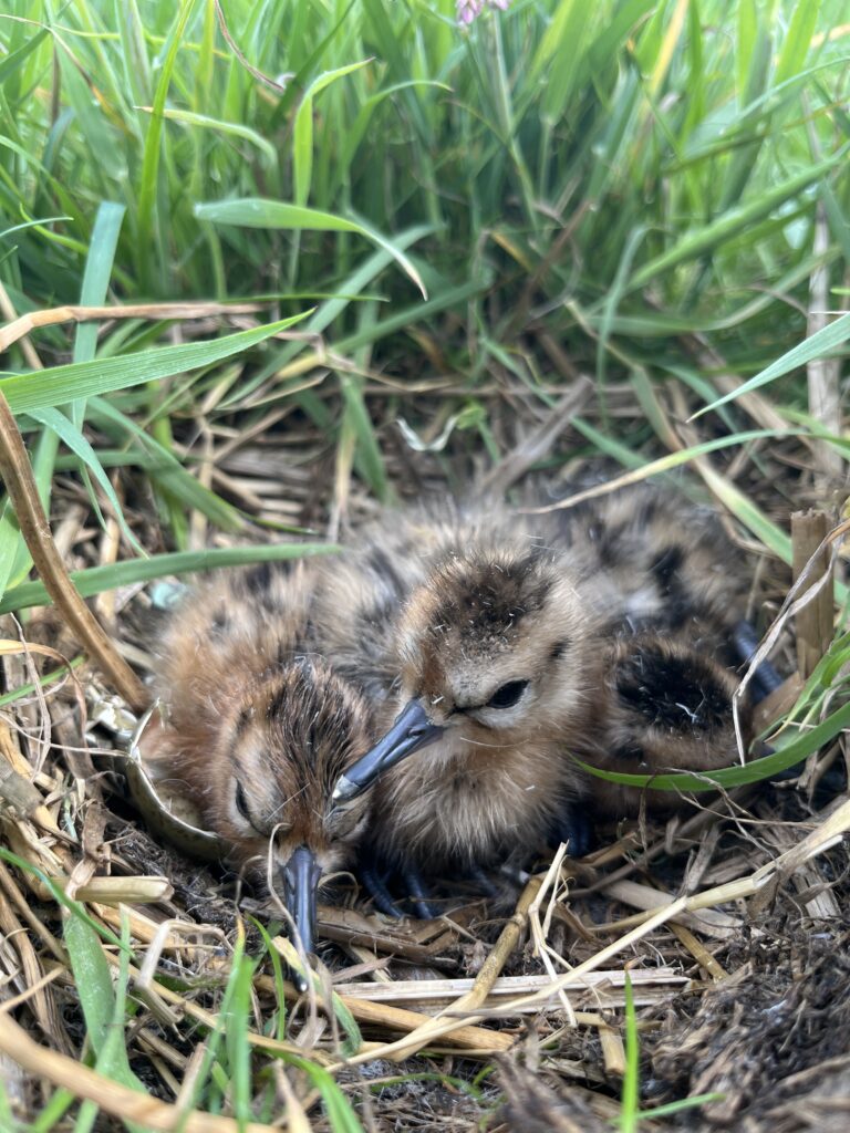 Eendags kuikens grutto