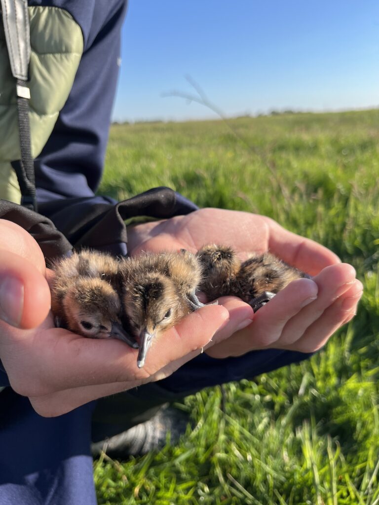 Kuikens voorzien van codevlag.