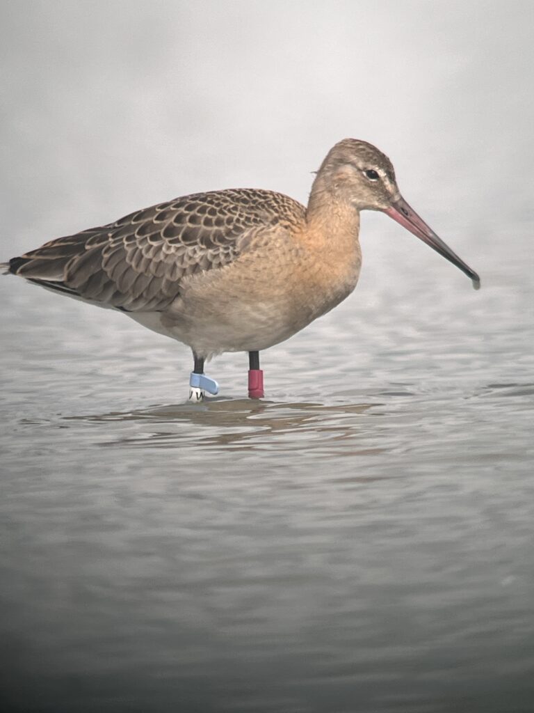 Juveniel met kleurringen